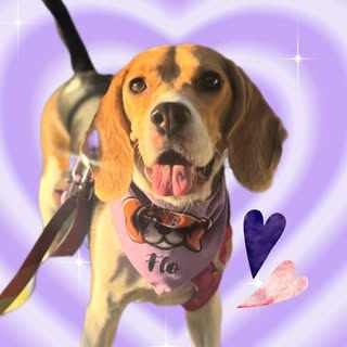Foto pública de Instagram: Florencia 🌸 | Beagle | Doginfluencer